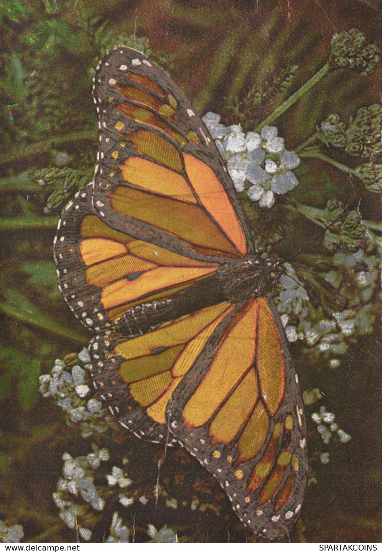 MARIPOSAS Animales LENTICULAR 3D Vintage Tarjeta Postal CPSM #PAZ146.ES - Papillons