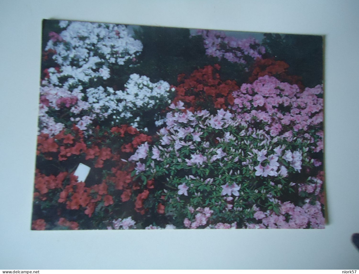 BRAZIL  POSTCARDS TURISMO  FLOWERS FOR MORE PURCHASES 10% DISCOUNT - Poissons Et Crustacés