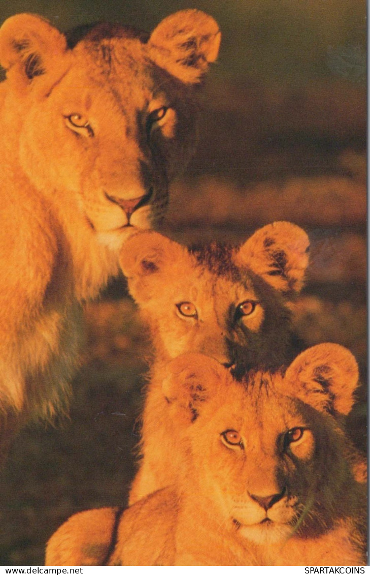 LEÓN Animales Vintage Tarjeta Postal CPSM #PBS077.ES - Lions