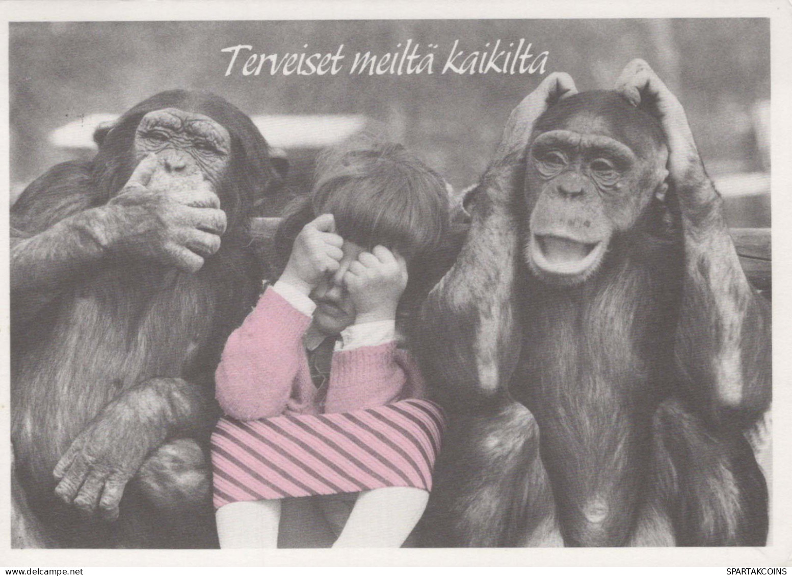 MONO Animales Vintage Tarjeta Postal CPSM #PBS007.ES - Singes