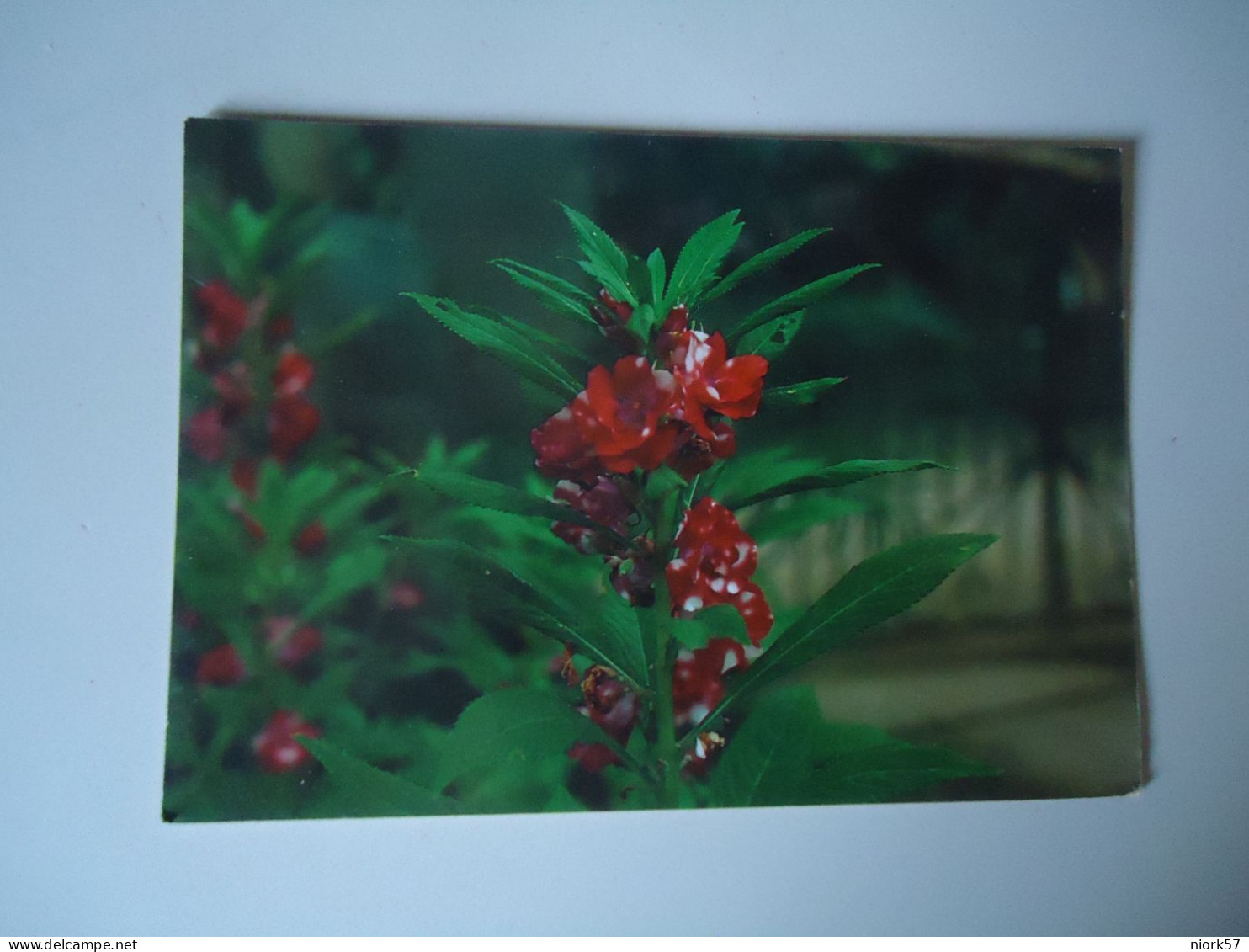 BRAZIL  POSTCARDS TURISMO  FLOWERS ORCHIDS FOR MORE PURCHASES 10% DISCOUNT - Fische Und Schaltiere