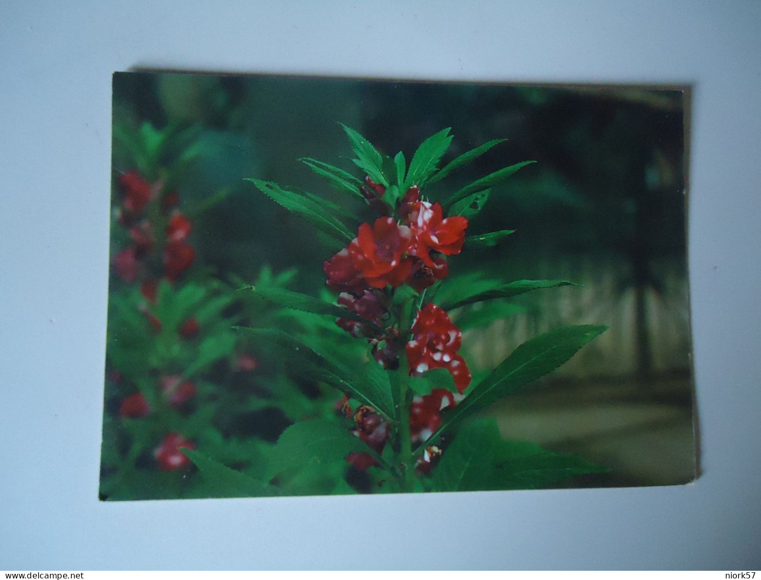 BRAZIL  POSTCARDS TURISMO  FLOWERS ORCHIDS FOR MORE PURCHASES 10% DISCOUNT - Fish & Shellfish