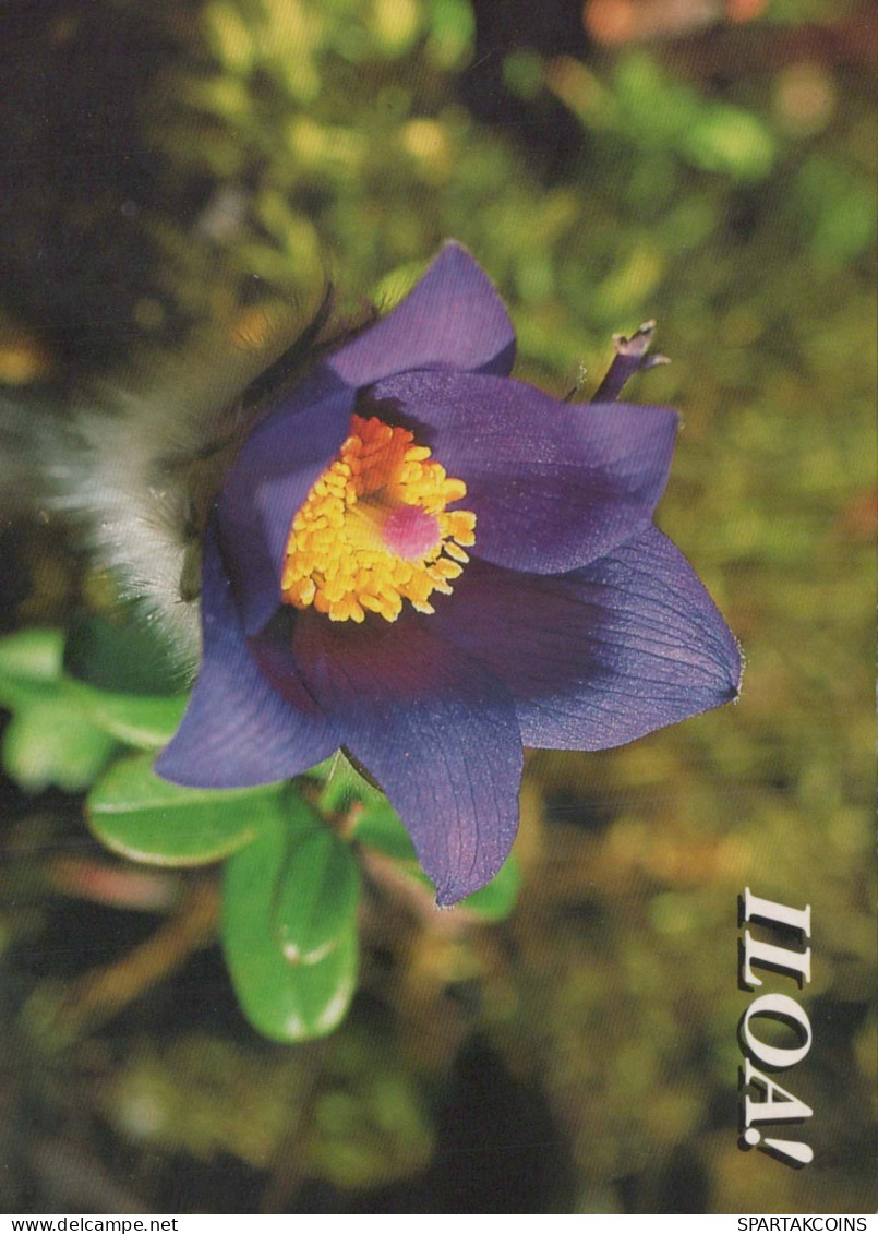 FLOWERS Vintage Ansichtskarte Postkarte CPSM #PAS502.DE - Blumen