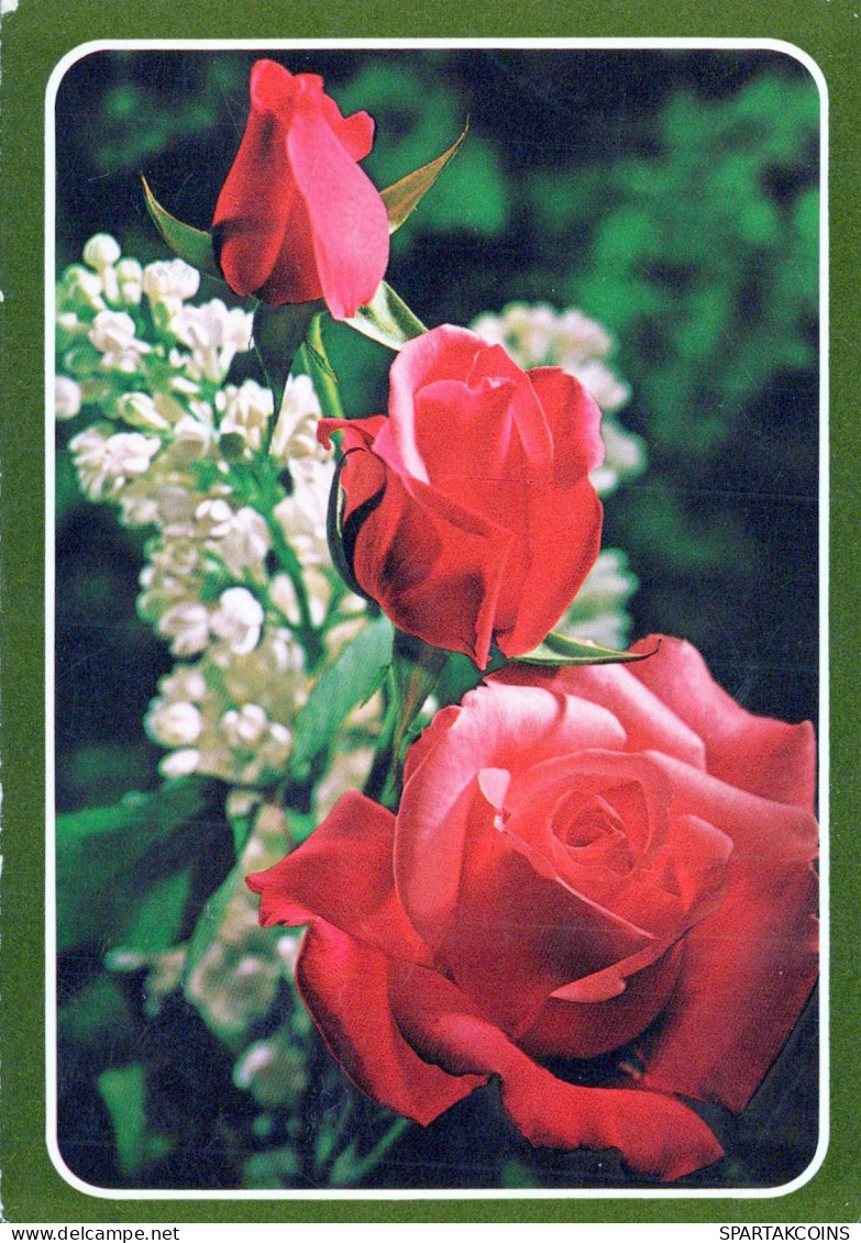 FLOWERS Vintage Ansichtskarte Postkarte CPSM #PAR961.DE - Flowers