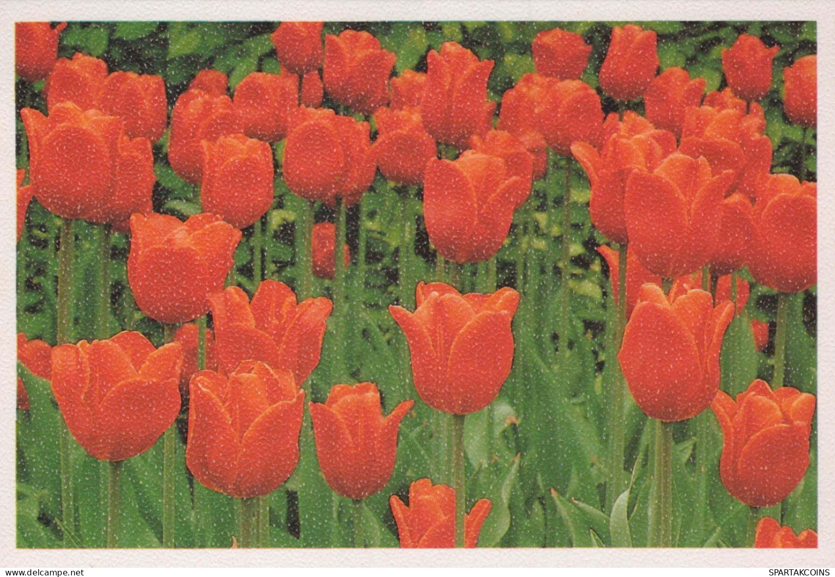 FLOWERS Vintage Ansichtskarte Postkarte CPSM #PAR119.DE - Fleurs