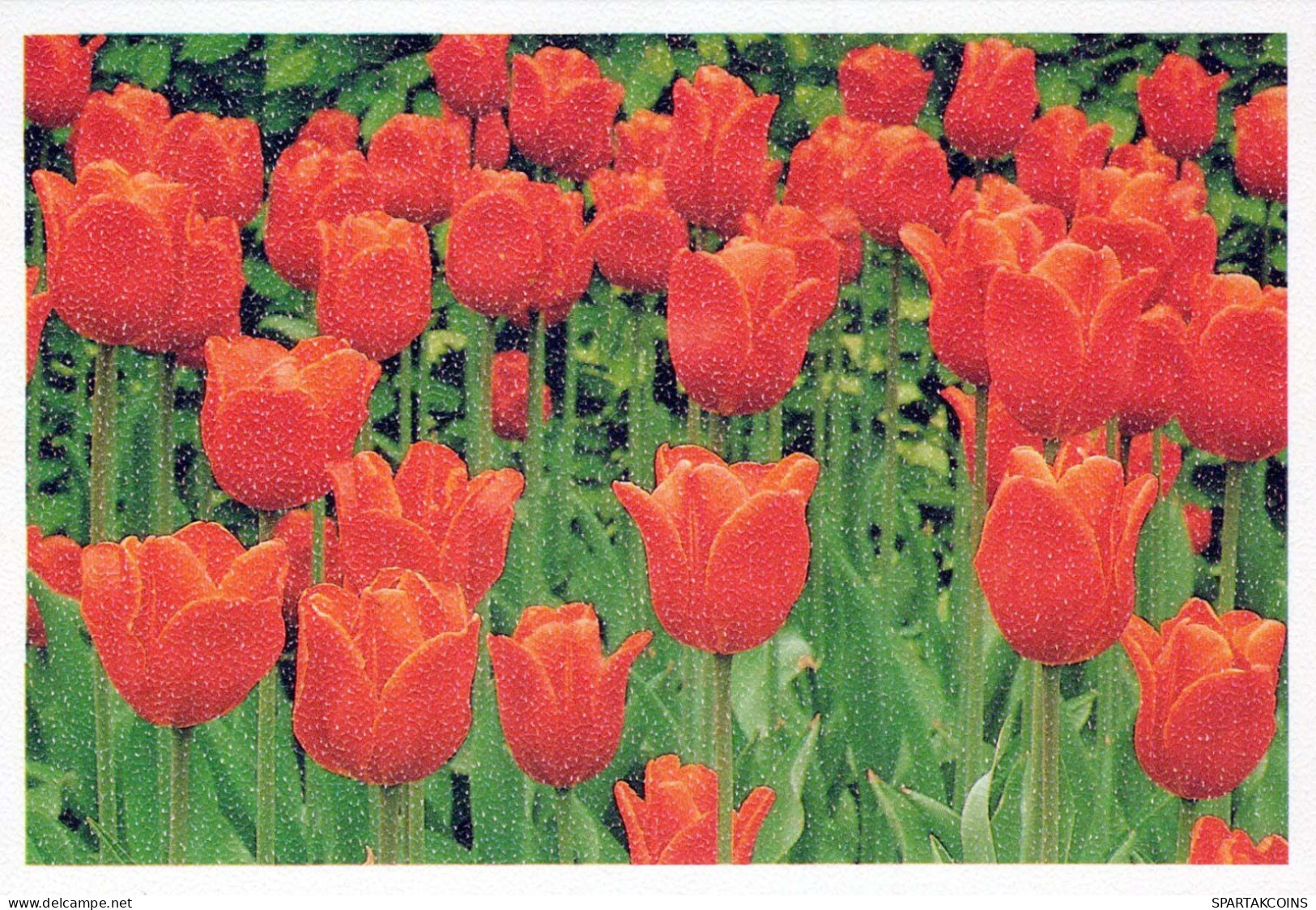 FLOWERS Vintage Ansichtskarte Postkarte CPSM #PAR119.DE - Blumen