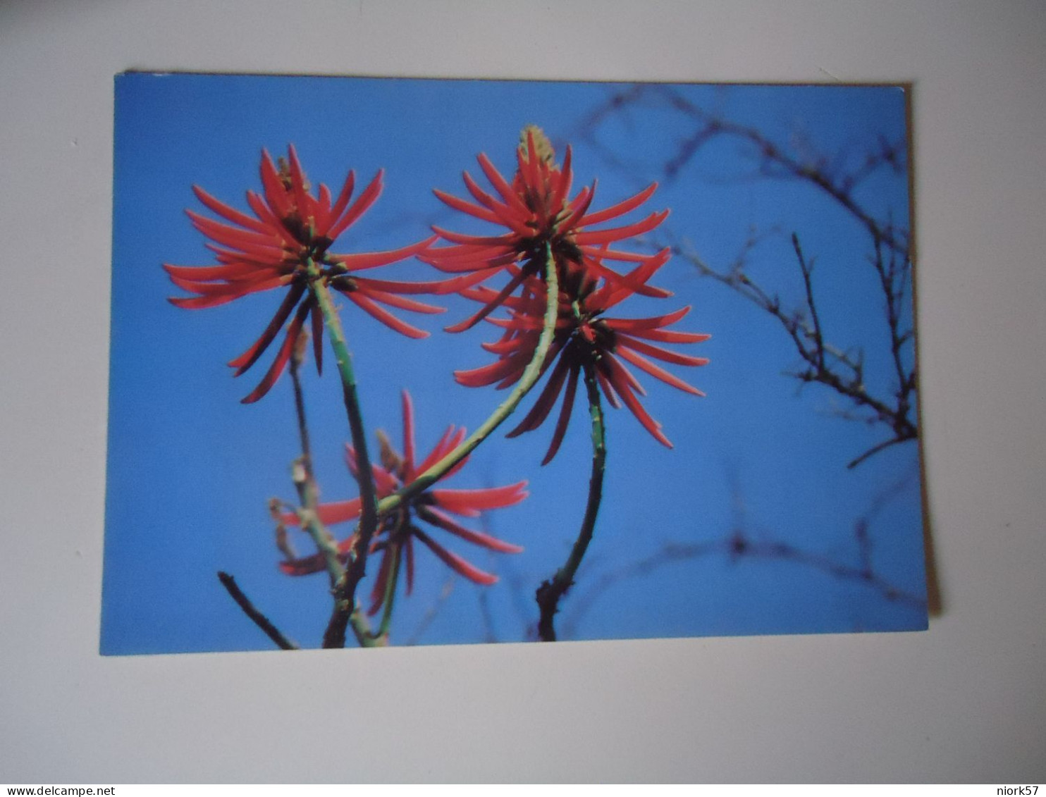 BRAZIL  POSTCARDS TURISMO  FLOWERS CACTUS FOR MORE PURCHASES 10% DISCOUNT - Fish & Shellfish