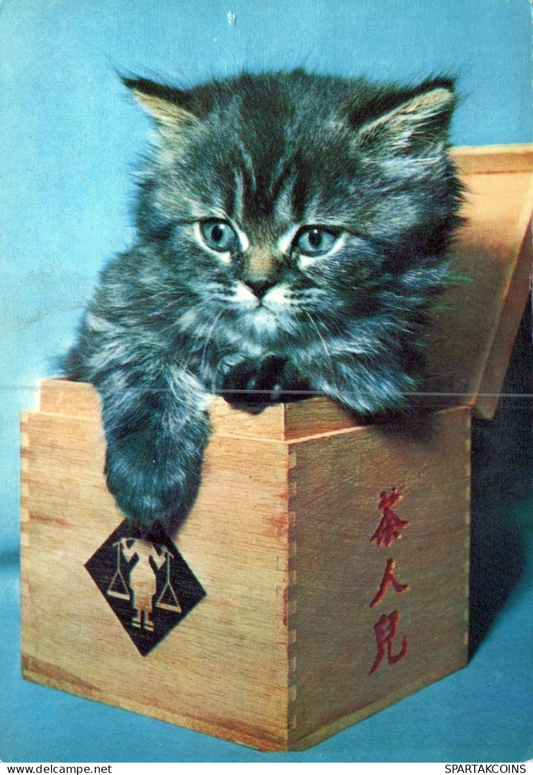 KATZE MIEZEKATZE Tier Vintage Ansichtskarte Postkarte CPSM #PAM100.DE - Katten