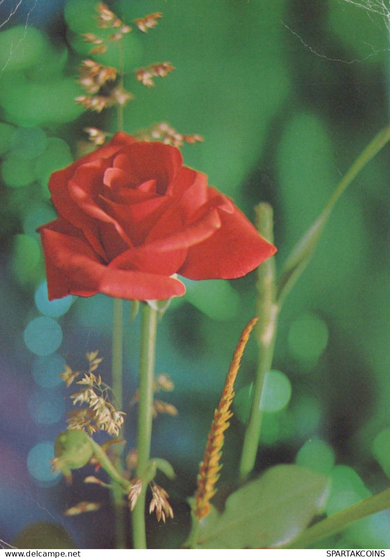 FLEURS Vintage Carte Postale CPSM #PBZ426.FR - Flowers