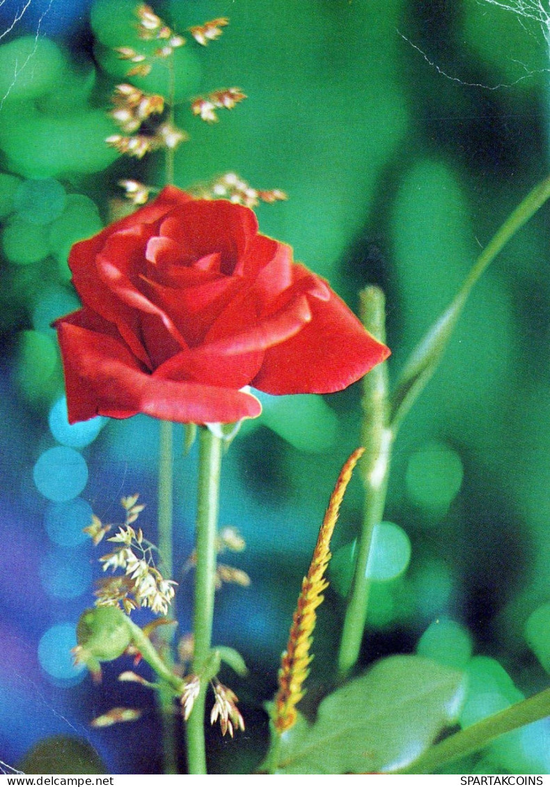 FLEURS Vintage Carte Postale CPSM #PBZ426.FR - Blumen