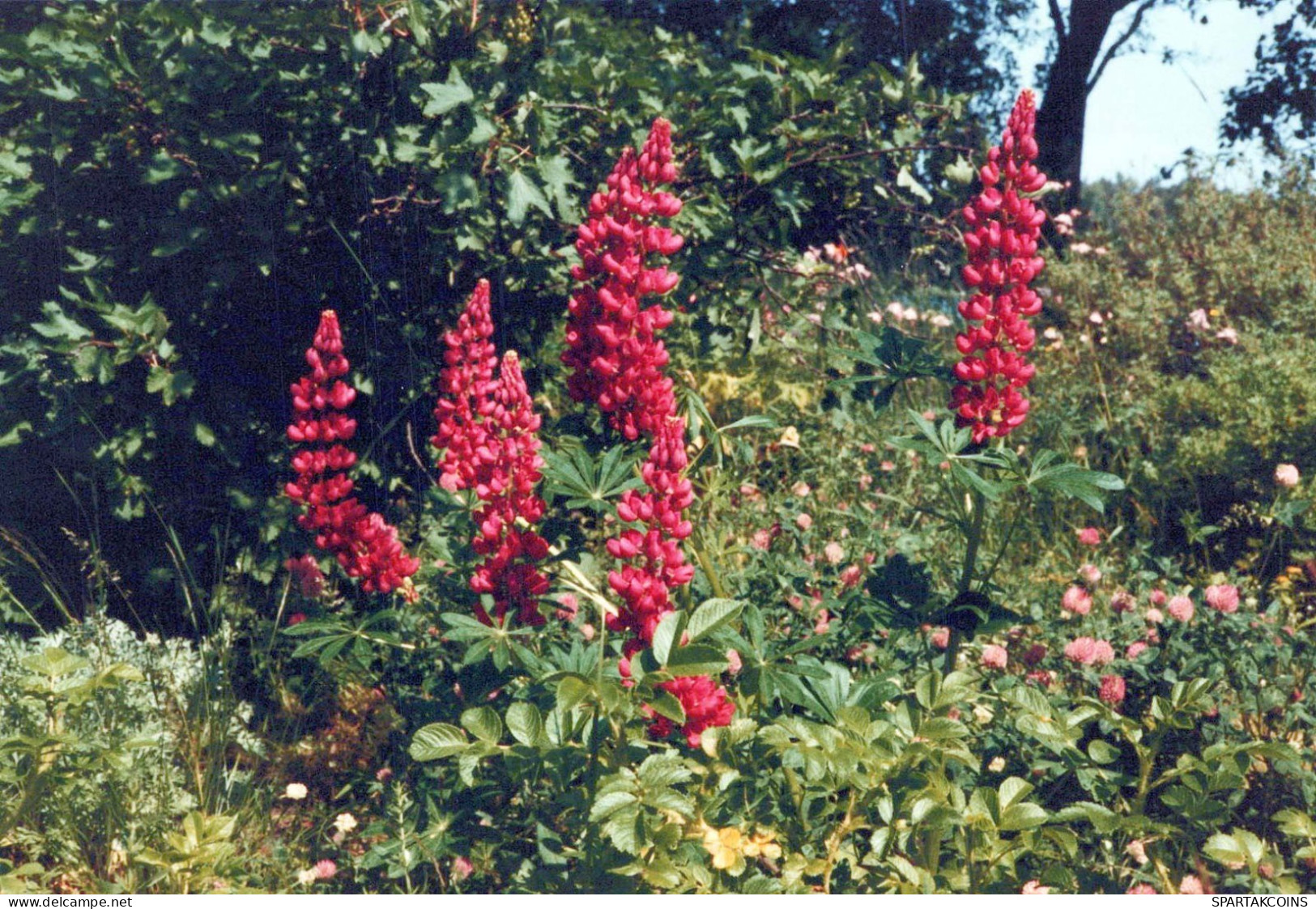 FLEURS Vintage Carte Postale CPSM #PBZ066.FR - Blumen