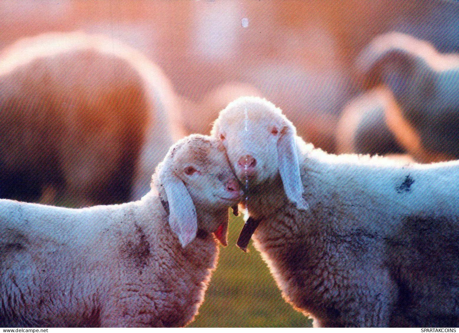 MOUTONS Animaux Vintage Carte Postale CPSM #PBS637.FR - Autres & Non Classés