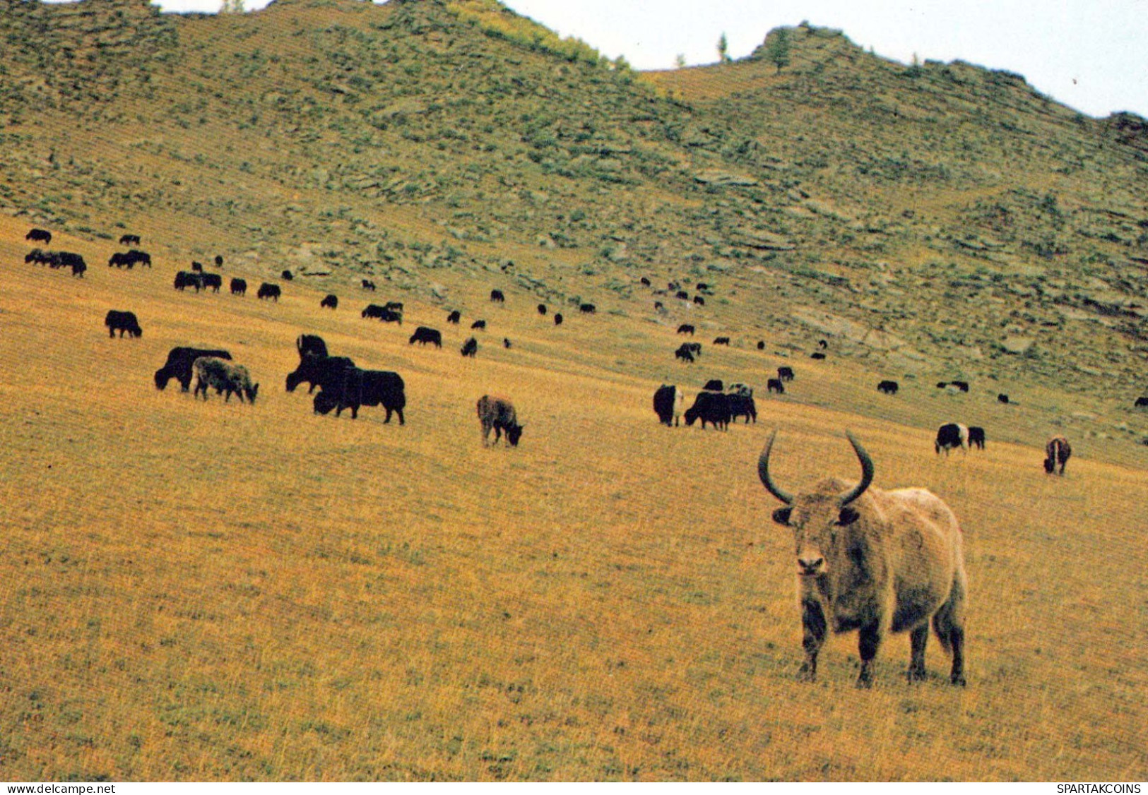 VACHE Animaux Vintage Carte Postale CPSM #PBR791.FR - Cows