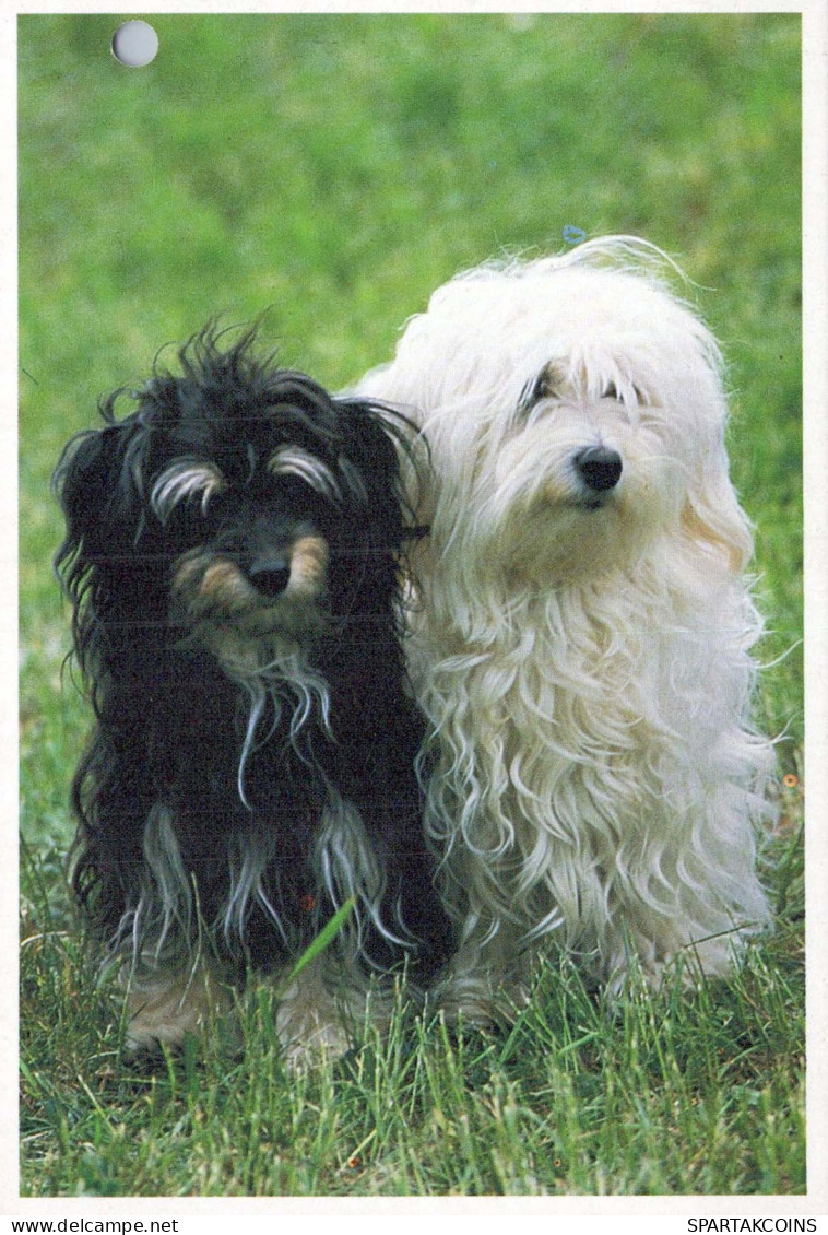 CHIEN Animaux Vintage Carte Postale CPSM #PBQ491.FR - Chiens