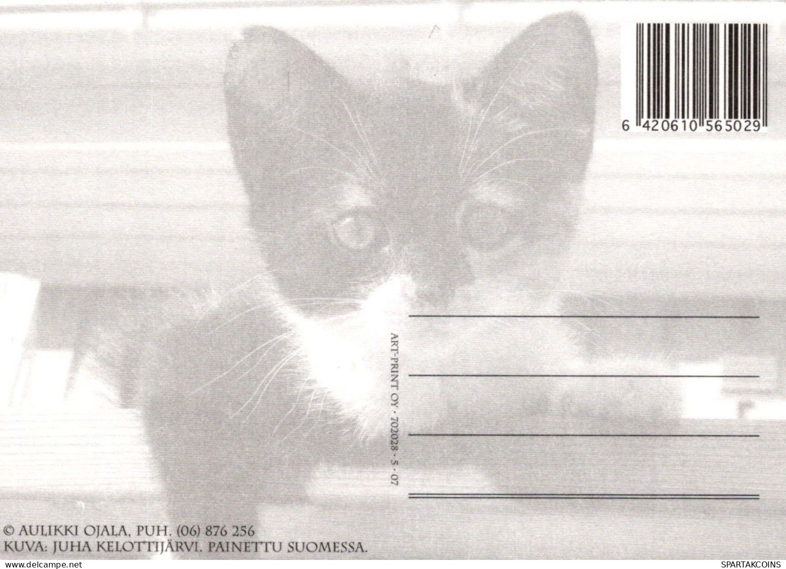 CHAT CHAT Animaux Vintage Carte Postale CPSM #PBQ760.FR - Chats