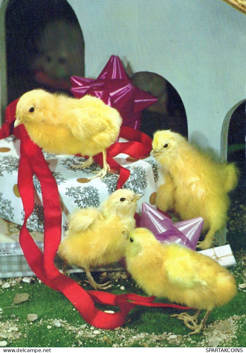 PÂQUES POULET ŒUF Vintage Carte Postale CPSM #PBO840.FR - Easter