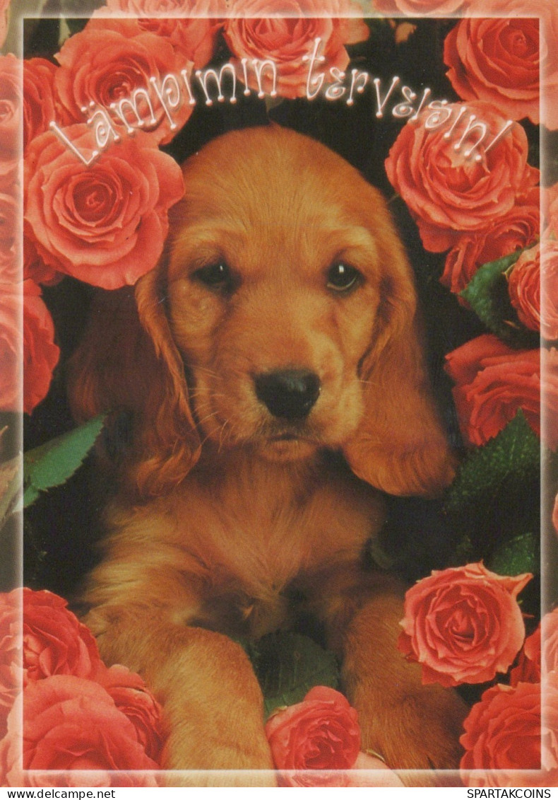 CANE Animale Vintage Cartolina CPSM #PAN602.IT - Hunde