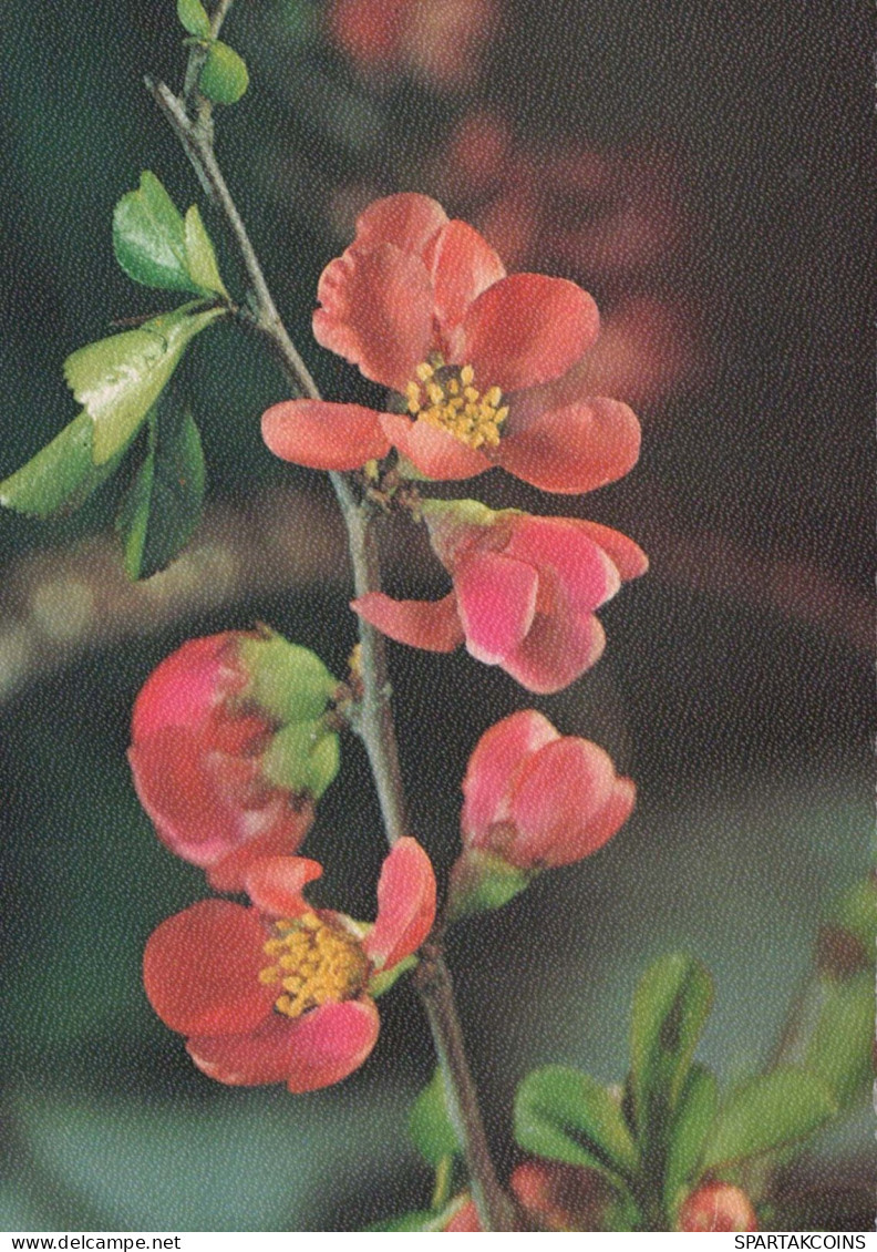 FIORI Vintage Cartolina CPSM #PAR299.IT - Fleurs