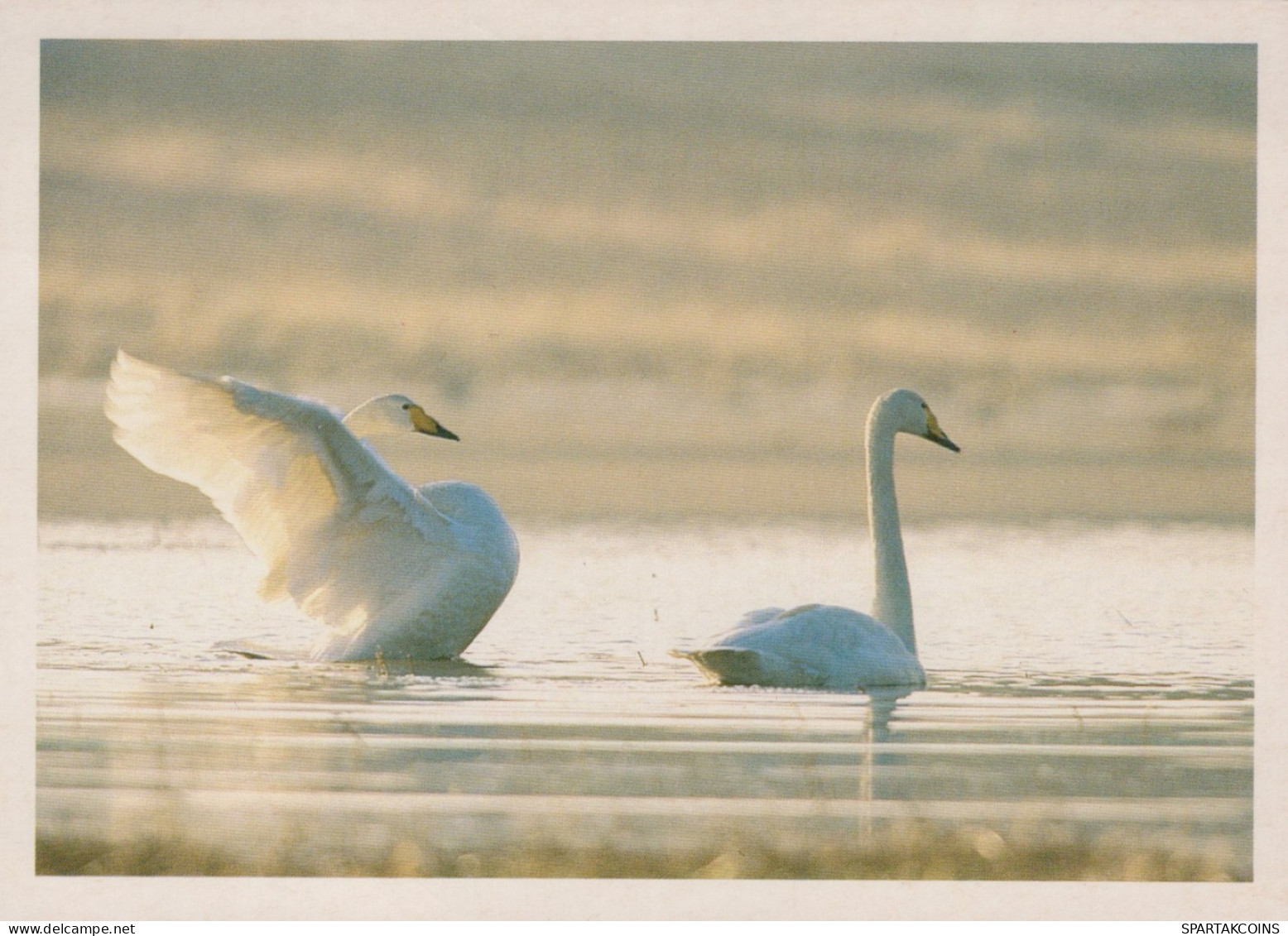 UCCELLO Animale Vintage Cartolina CPSM #PAN283.IT - Vogels