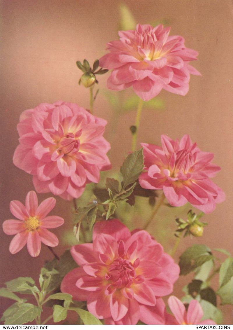 FLOWERS Vintage Ansichtskarte Postkarte CPSM #PBZ791.DE - Fleurs