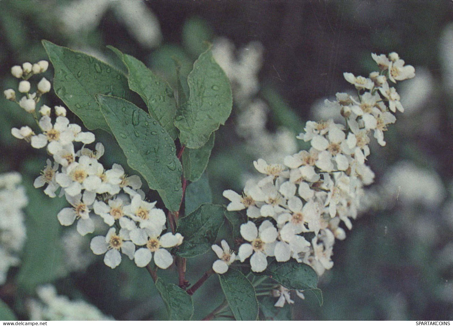 FLOWERS Vintage Ansichtskarte Postkarte CPSM #PBZ730.DE - Fleurs