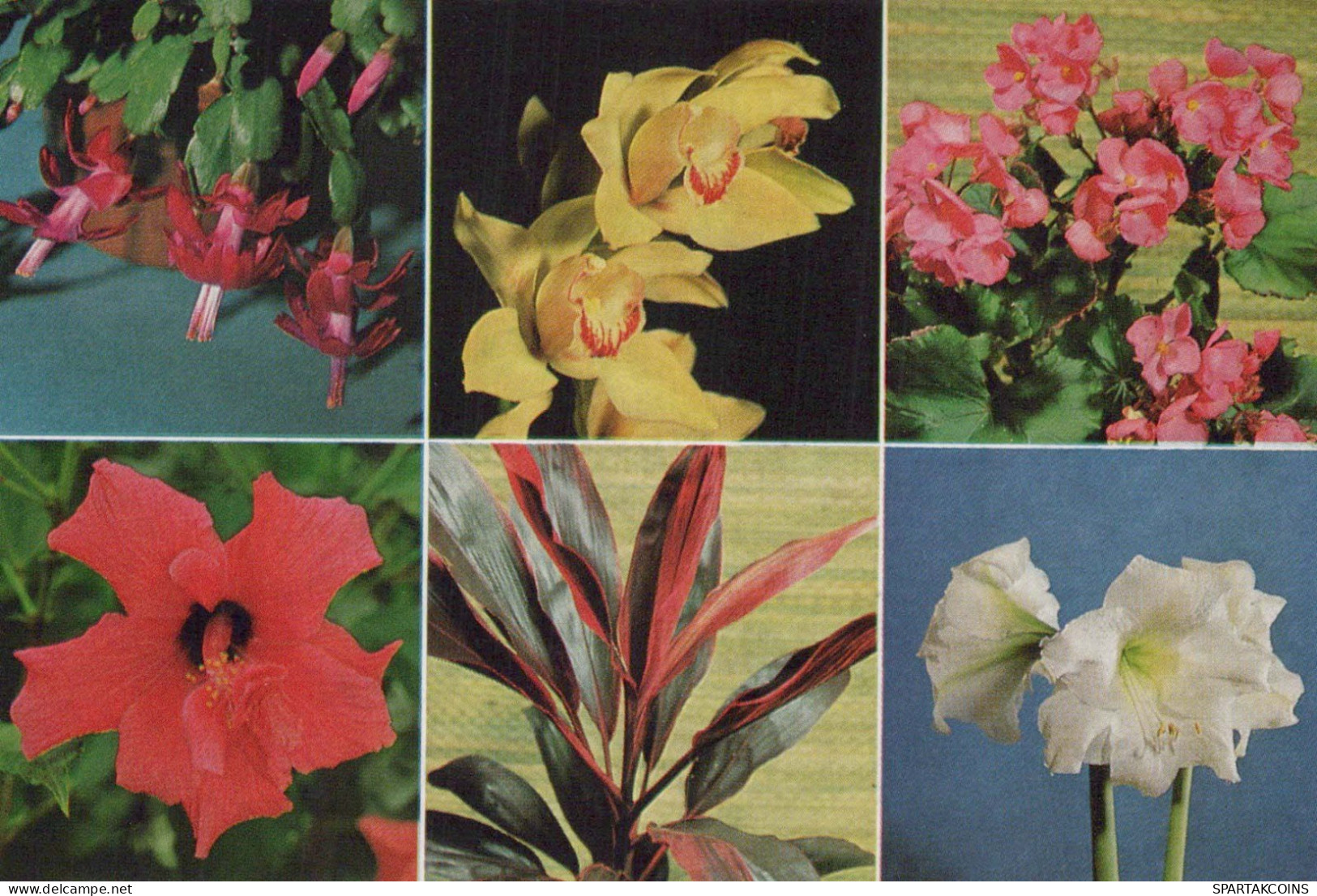 FLOWERS Vintage Ansichtskarte Postkarte CPSM #PBZ309.DE - Fiori