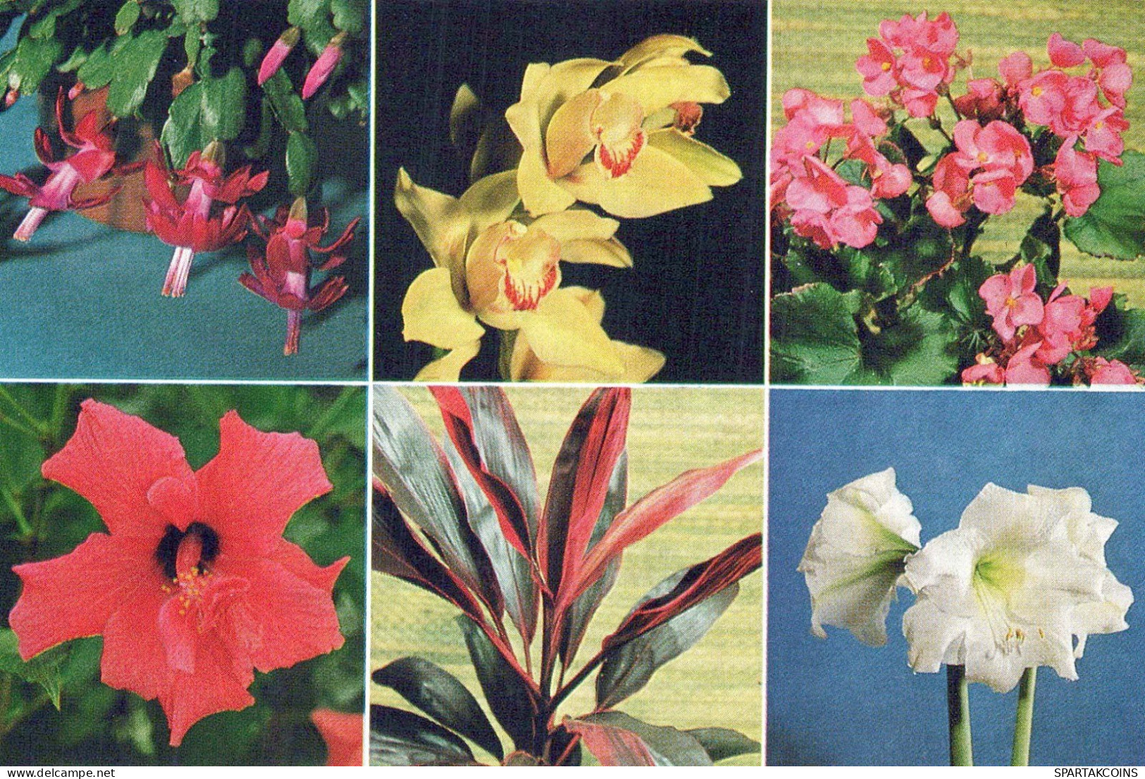 FLOWERS Vintage Ansichtskarte Postkarte CPSM #PBZ309.DE - Fleurs