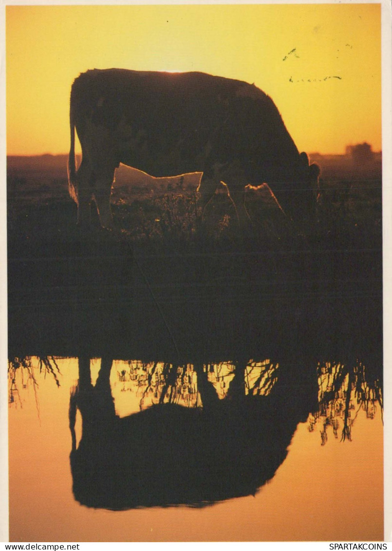 KUH Tier Vintage Ansichtskarte Postkarte CPSM #PBR794.DE - Vacas