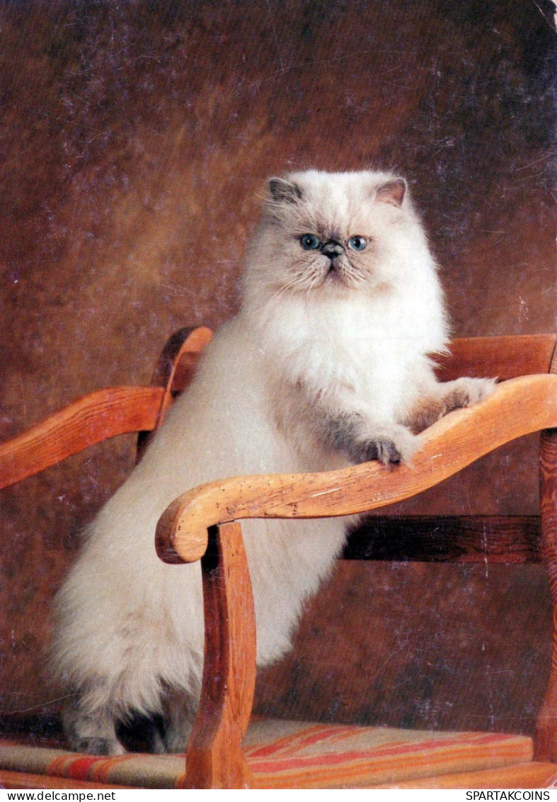 KATZE MIEZEKATZE Tier Vintage Ansichtskarte Postkarte CPSM #PBQ763.DE - Katten