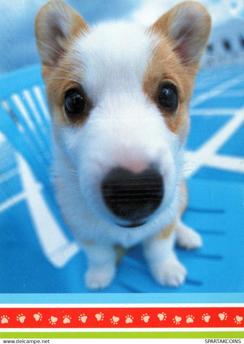 HUND Tier Vintage Ansichtskarte Postkarte CPSM #PBQ361.DE - Honden