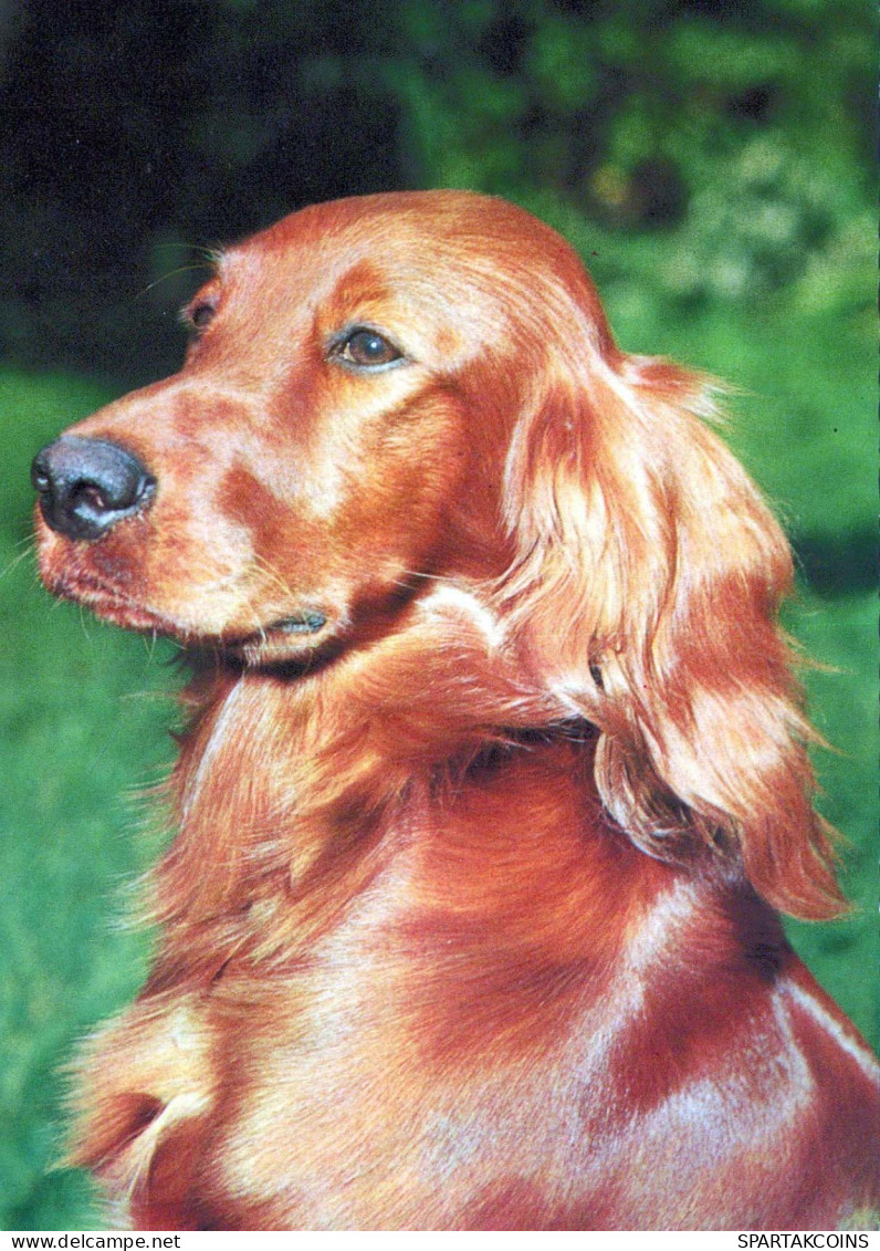 CANE Animale Vintage Cartolina CPSM #PBQ493.IT - Hunde