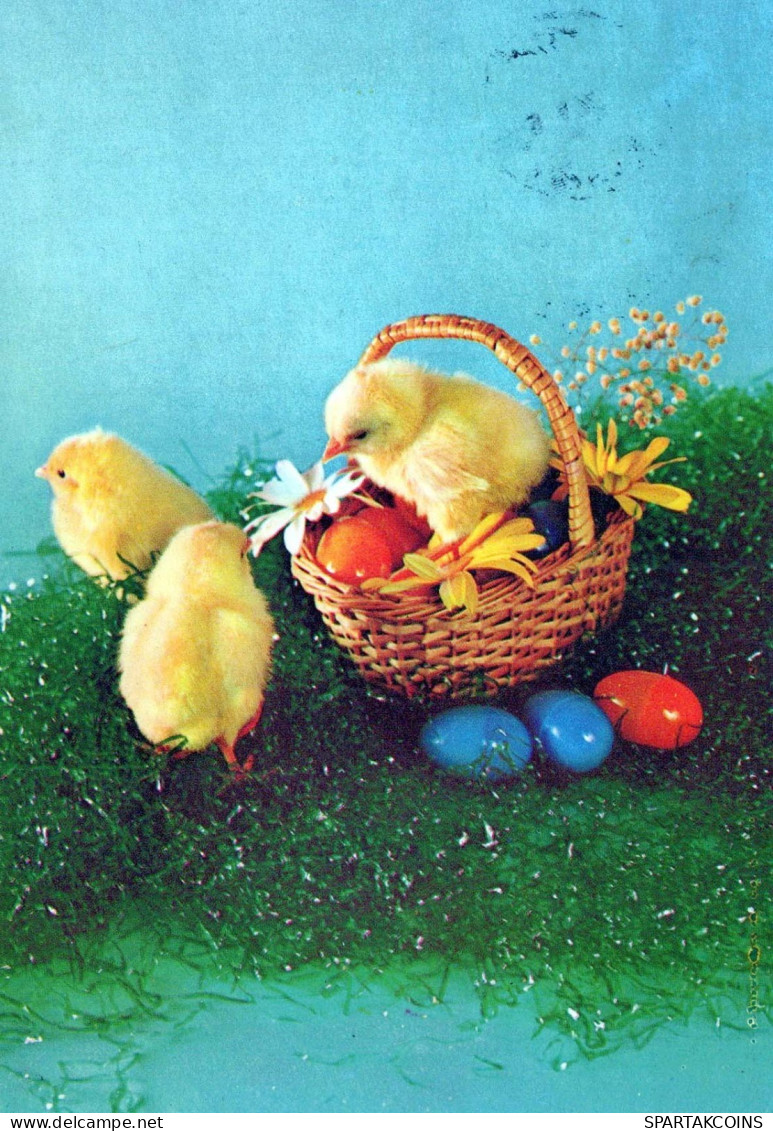 PASQUA POLLO UOVO Vintage Cartolina CPSM #PBO592.IT - Pasen