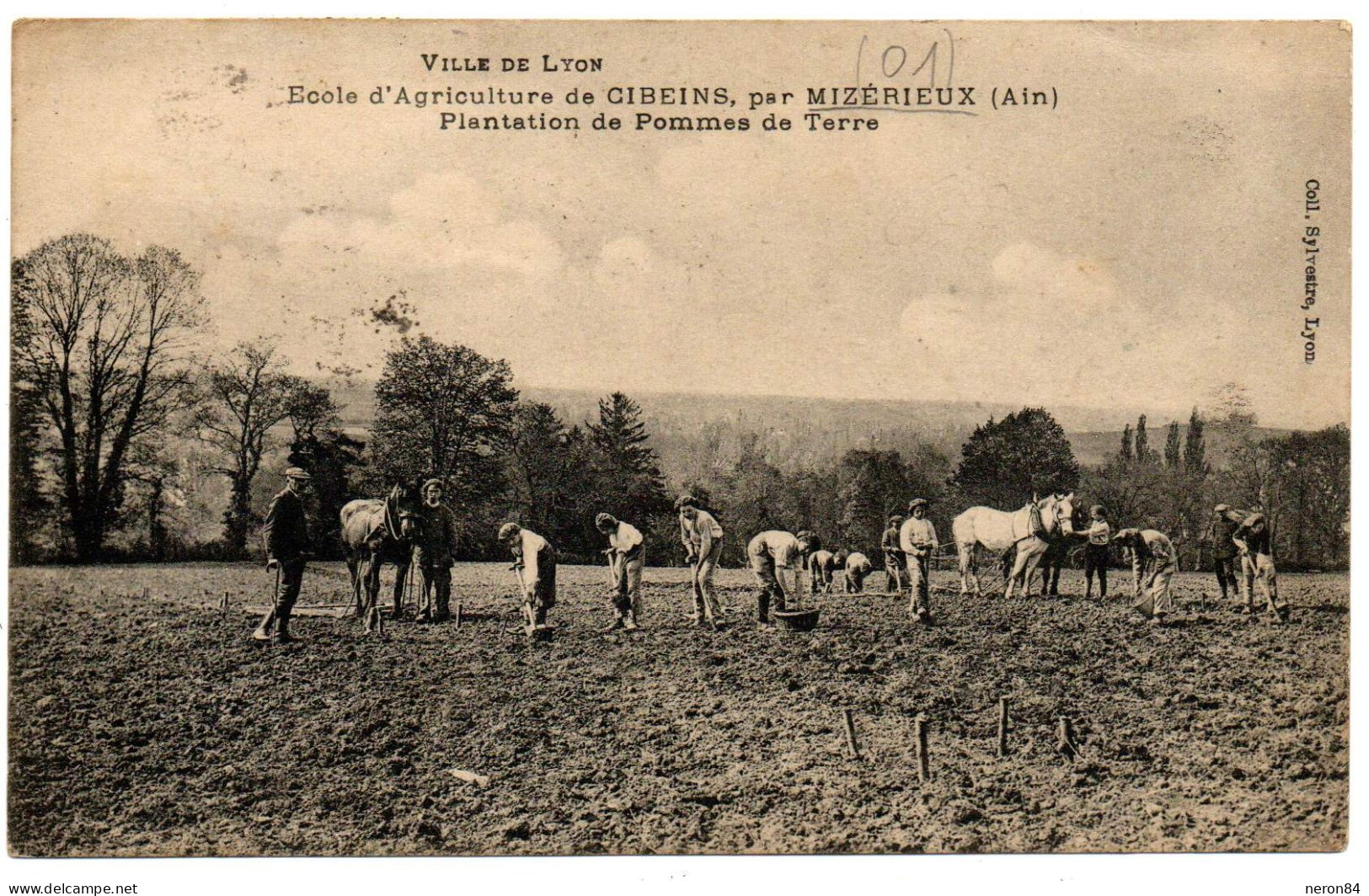 PLANTATION DE POMMES DE TERRE A MIZERIEUX 01. BELLE ANIMATION. - Ohne Zuordnung