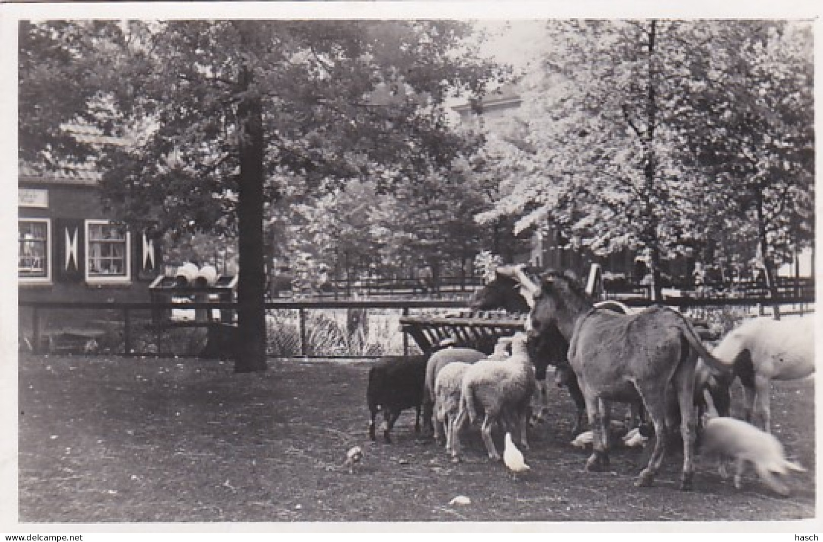 481923Amsterdam, Kinderboerderij In Artis. (FOTO KAART) - Koninklijke Families