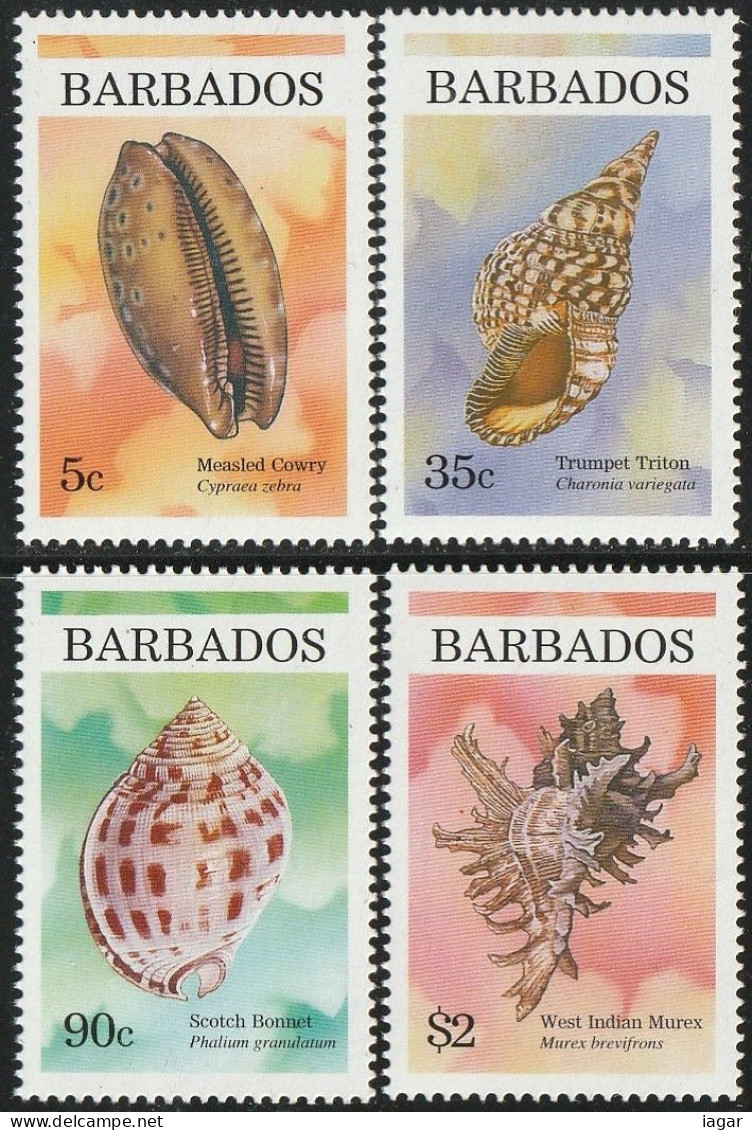 THEMATIC FAUNA:  SHELLS.  MEASLED COWRIE, TRUMPET TRITON, SCOTCH BONNET, WEST INDIAN MUREX    -    BARBADOS - Coneshells