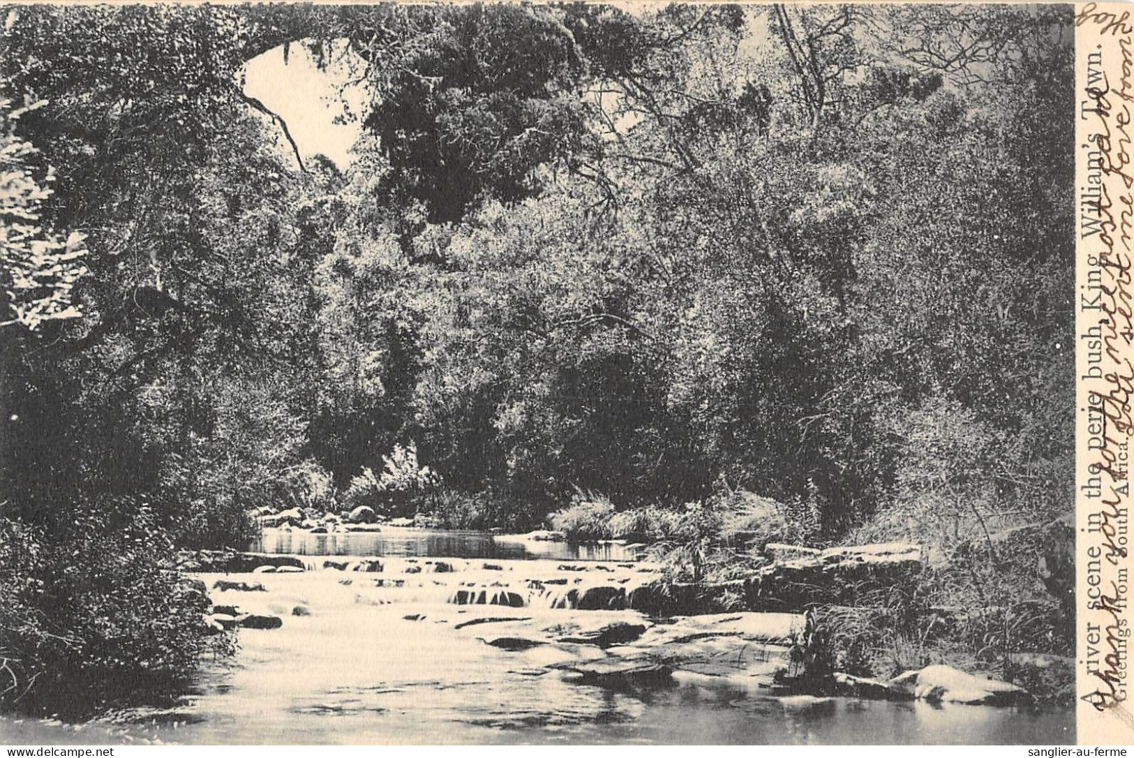 CPA / AFRIQUE DU SUD / A RIVER SCENE IN THE PERIE BUSH KING WILLIAM'S TOWN - Zuid-Afrika