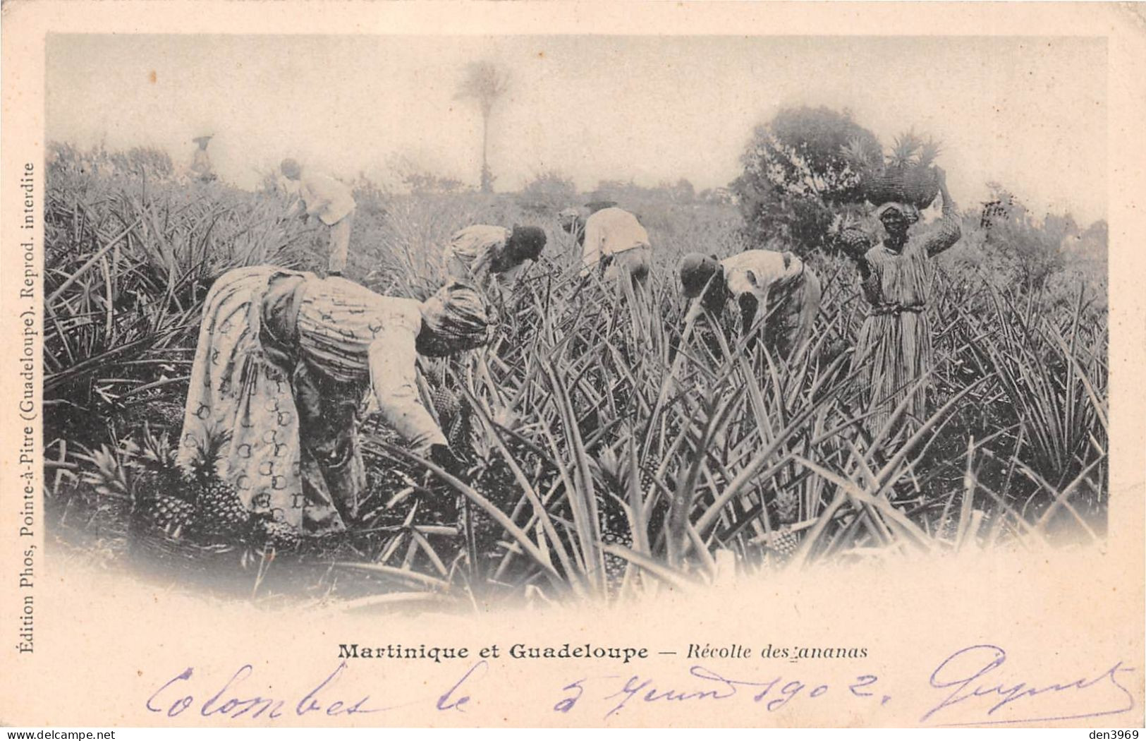 MARTINIQUE Et GUADELOUPE - Récolte Des Ananas - Précurseur Voyagé 1902 (2 Scans) Lucy Dechavanne, 4 Place D'Armes Roanne - Autres & Non Classés