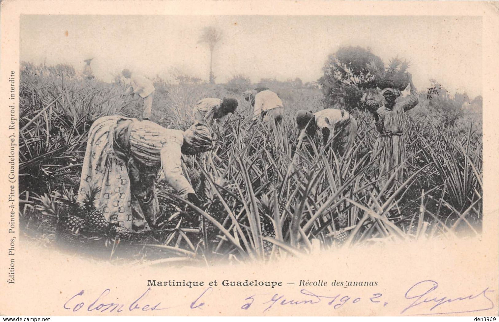 MARTINIQUE Et GUADELOUPE - Récolte Des Ananas - Précurseur Voyagé 1902 (2 Scans) Lucy Dechavanne, 4 Place D'Armes Roanne - Otros & Sin Clasificación