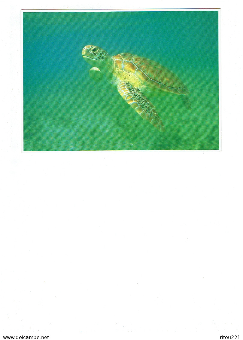 Grante Cpm - NORTH AMERICAN WILDLIFE - Green Turtle - Tortue - - Schildpadden