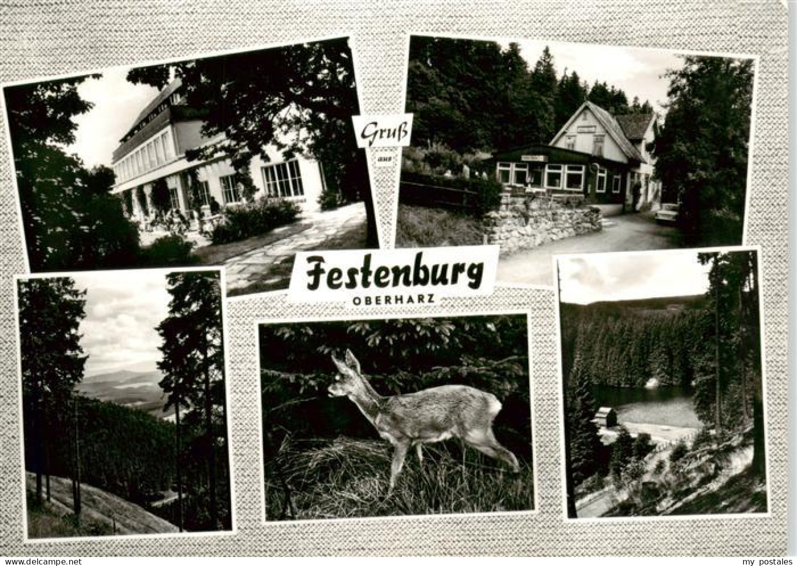 73887638 Festenburg Clausthal-Zellerfeld Oberharz Gasthaus Panorama Reh  - Clausthal-Zellerfeld