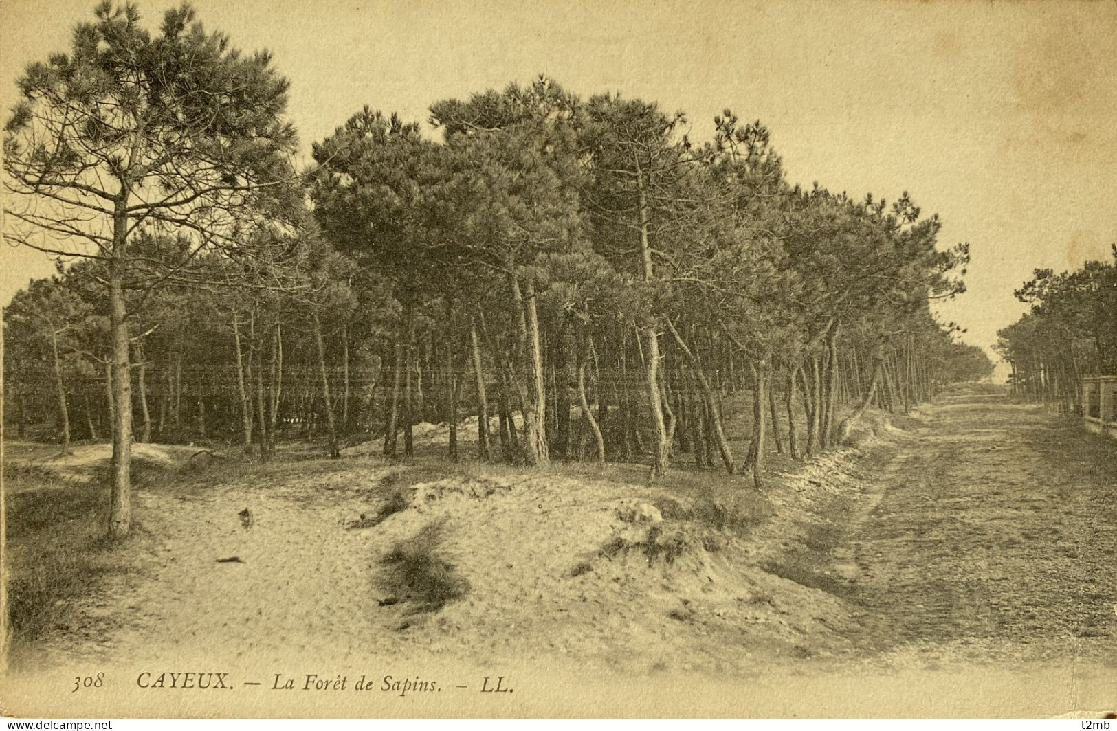 CPA CAYEUX (Somme) - La Forêt De Sapins (n° 308) - Cayeux Sur Mer