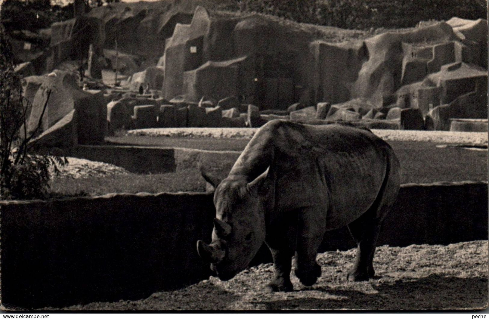 N°963 W -cpa Rhinocéros -parc Zoologique Vincennes- - Rhinoceros