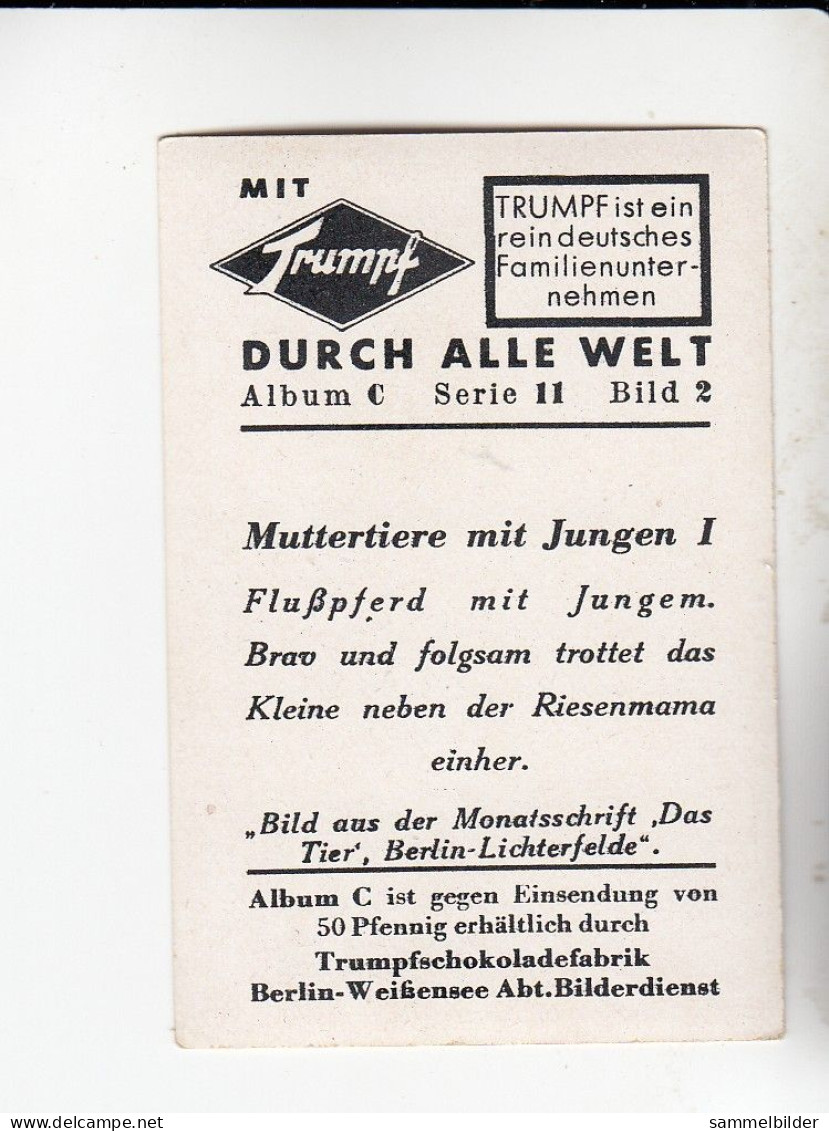 Mit Trumpf Durch Alle Welt Muttertiere Mit Jungen I Flußpferd Mit Jungem      C Serie 11 # 2 Von 1934 - Zigarettenmarken