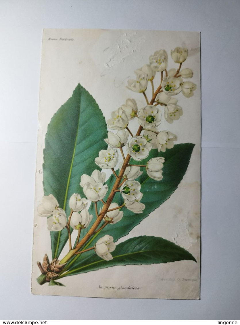 CHROMOLITHOGRAPHIE REVUE HORTICOLE ANOPTERUS GLANDULOSA 15 X 24,5 Cm (abimée) - Other & Unclassified