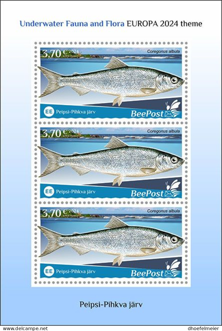 ESTONIA-BEEPOST 2024 MNH Fishes Fische Coregonus Albula M/S – PRIVATE OPERATOR – DHQ2417 - Fische