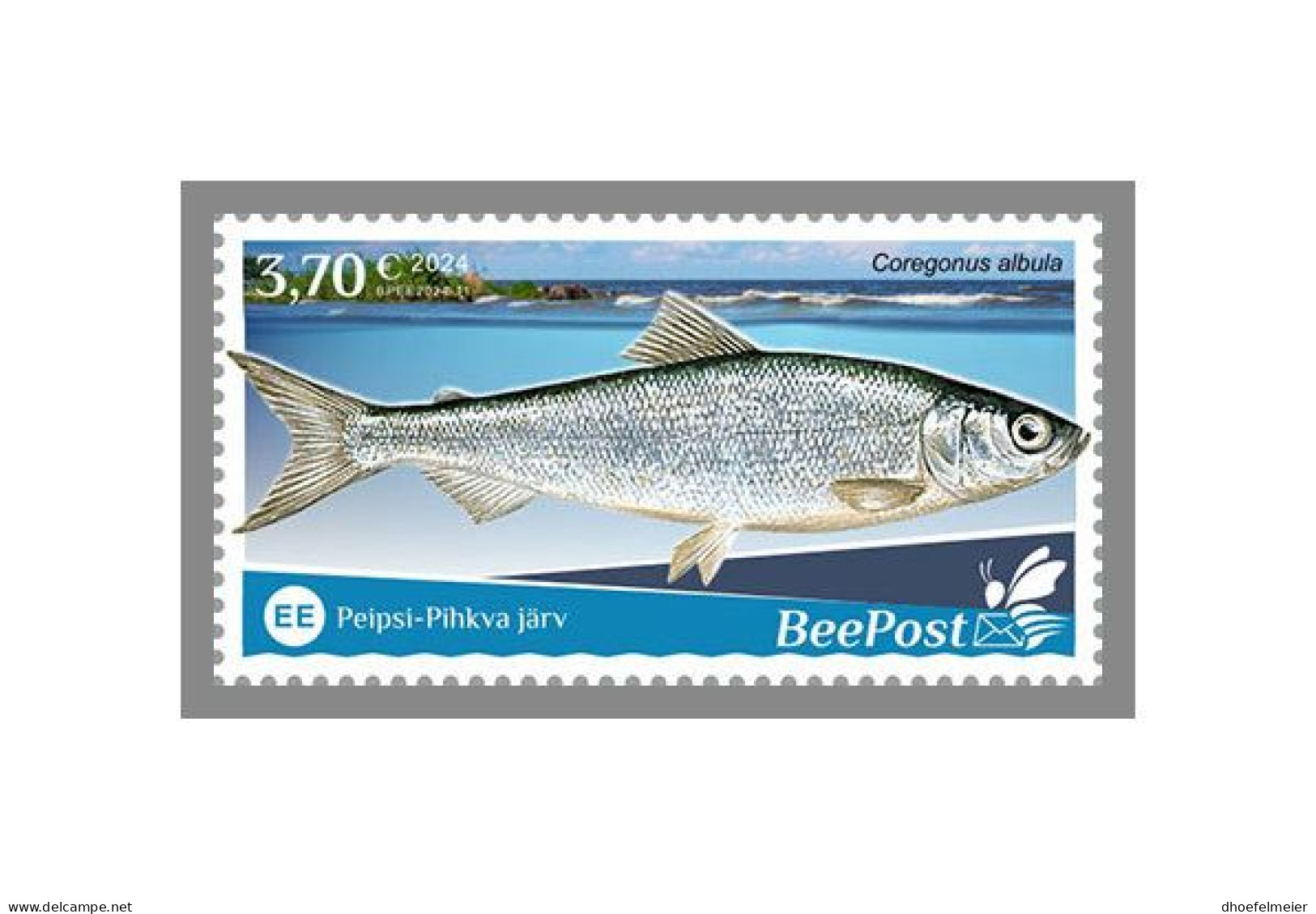 ESTONIA-BEEPOST 2024 MNH Fishes Fische Coregonus Albula 1v – PRIVATE OPERATOR – DHQ2417 - Poissons