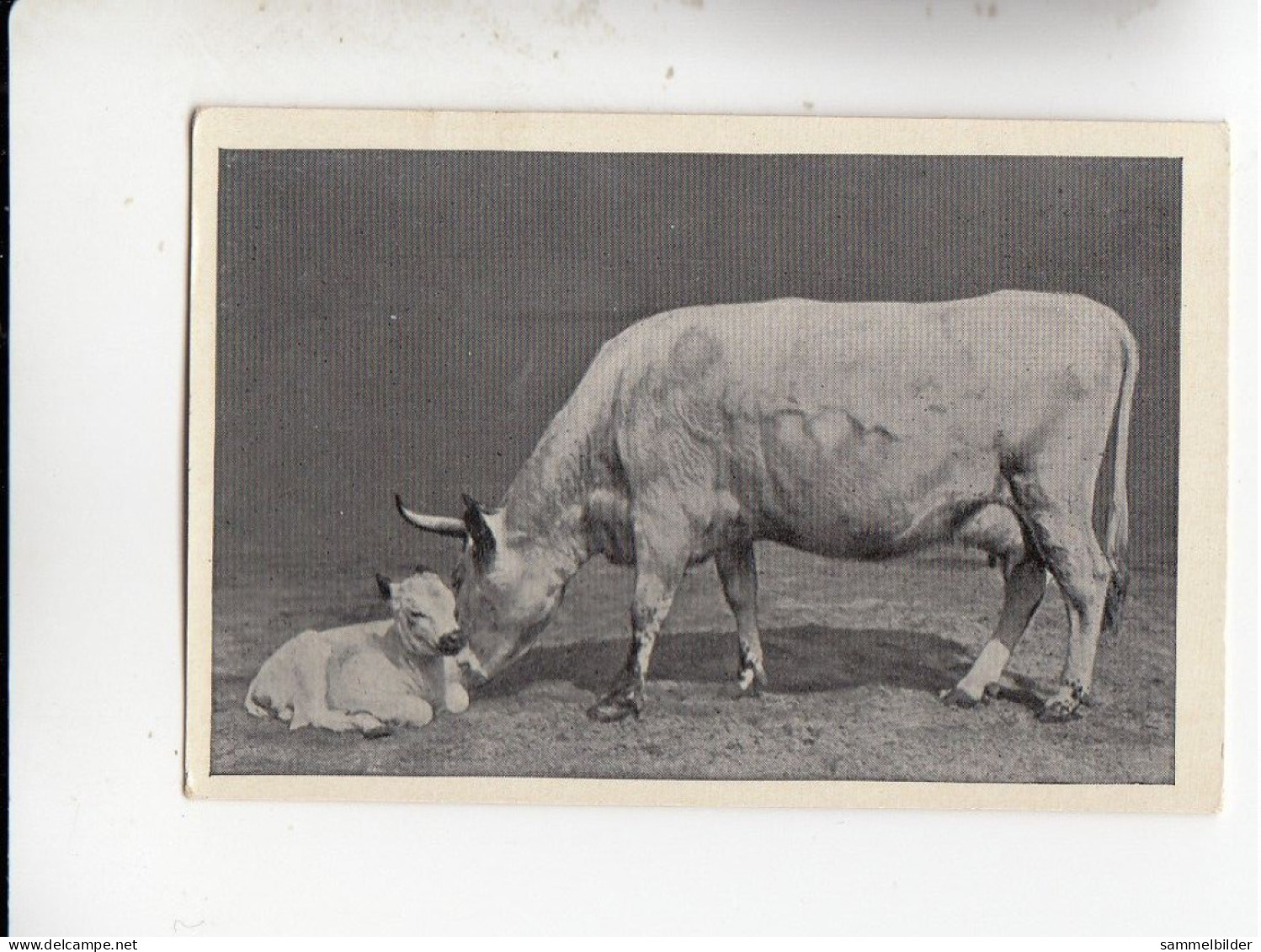 Mit Trumpf Durch Alle Welt Muttertiere Mit Jungen I Kuh Und Kälbchen      C Serie 11 # 3 Von 1934 - Autres Marques