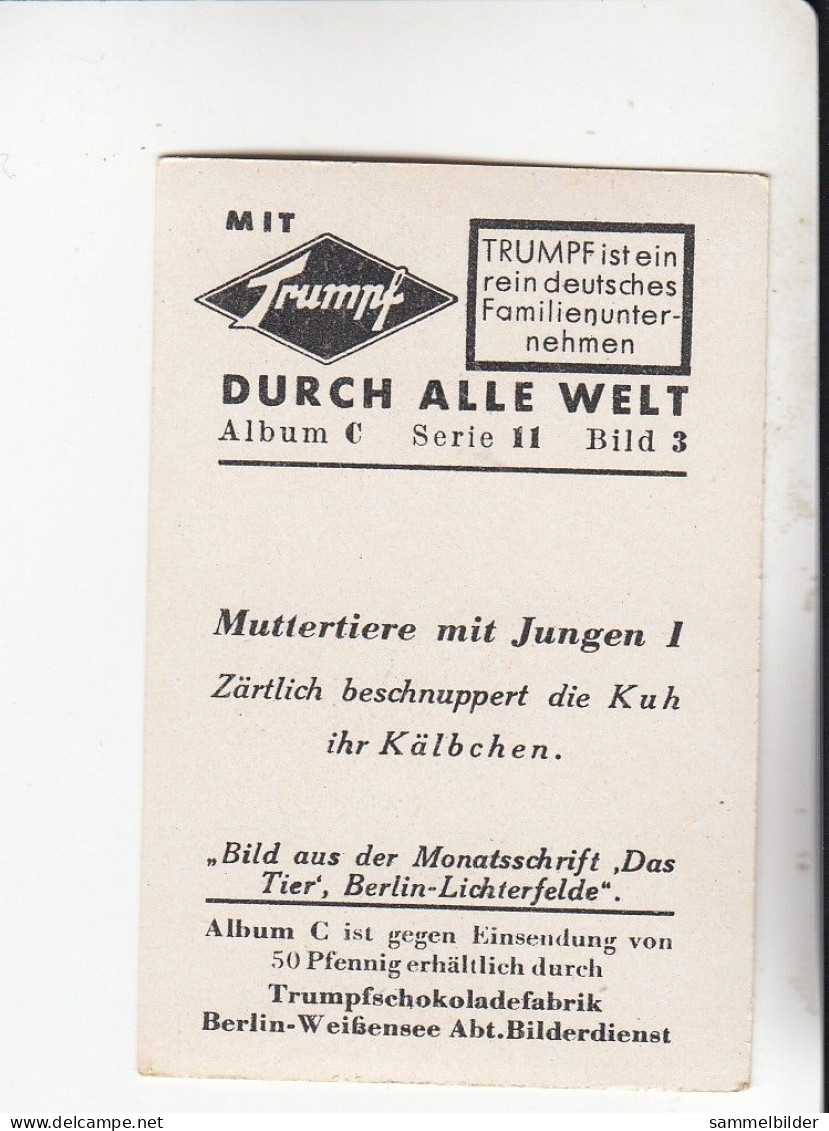 Mit Trumpf Durch Alle Welt Muttertiere Mit Jungen I Kuh Und Kälbchen      C Serie 11 # 3 Von 1934 - Other Brands