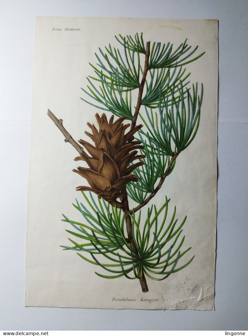 CHROMOLITHOGRAPHIE REVUE HORTICOLE PSEUDOLARIX KAEMPFERT 15,5 X 24,5 Cm (abimée) - Other & Unclassified