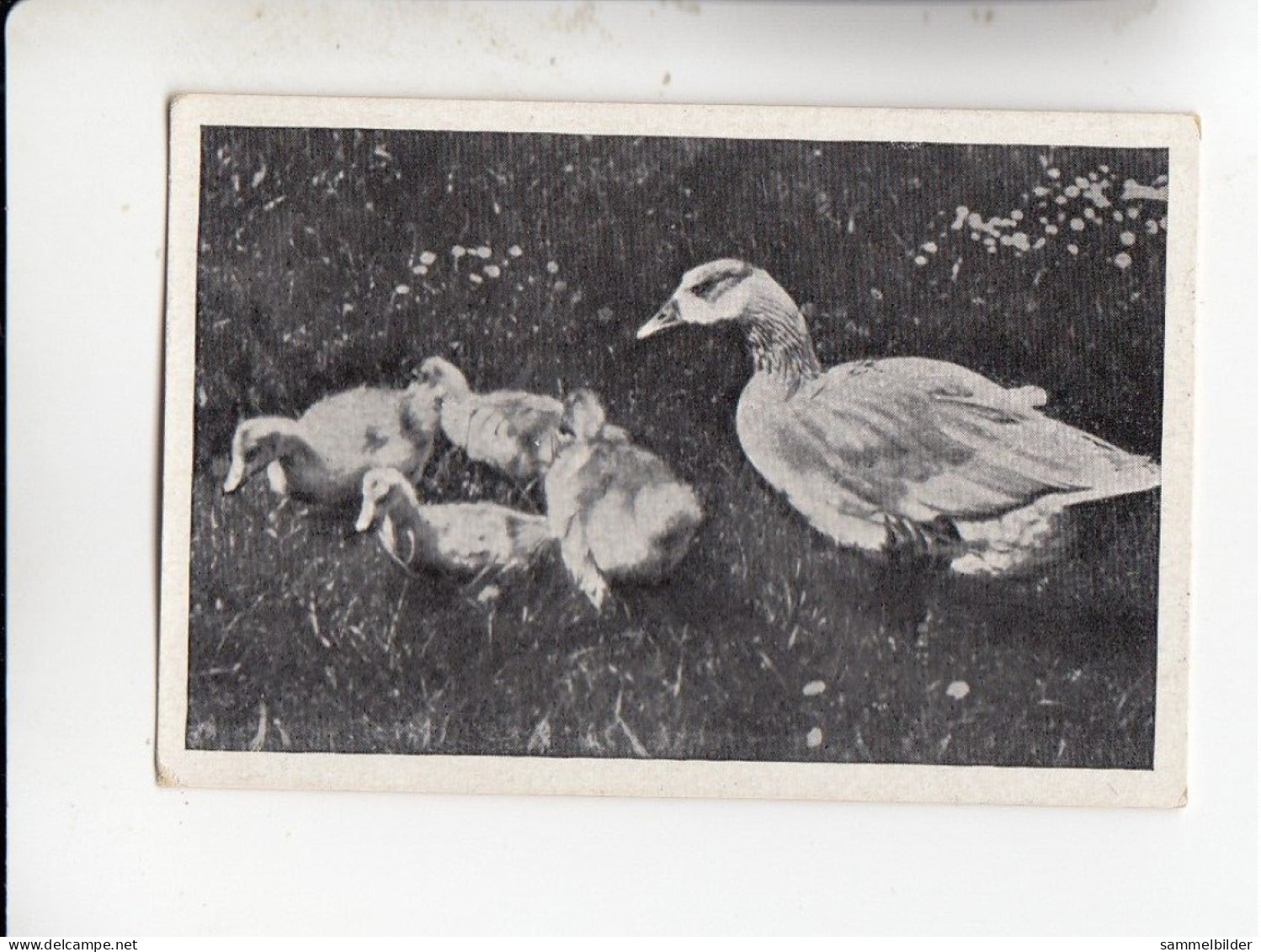 Mit Trumpf Durch Alle Welt Muttertiere Mit Jungen I Gänsemutter Mit  Ihren  Kleinen      C Serie 11 # 6 Von 1934 - Autres Marques